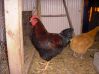 rooster_2010_Fall_039.JPG